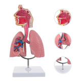 Modelo Estudo Pulmão Humano Sistema Respiratório Anatômico