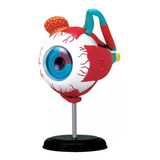 Modelo Globo Ocular Olho 4d Master Medicina Corpo Anatomia