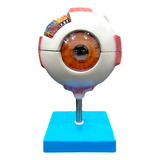 Modelo Olho Globo Ocular Humano 8