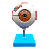 Modelo Olho Globo Ocular Humano 8