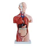 Anatomia