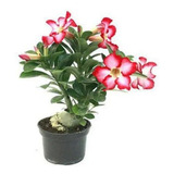 Muda Adulta Rosa Do Deserto (adenium Obesum) Pote 15