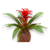 Muda Bromélia Guzmania Kokedama Planta Natural