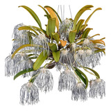 Muda Da Orquídea Rara, Bulbophyllum Medusae, Planta Adulta