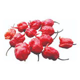 Muda Da Pimenta Carolina Reaper, Frete Gratis