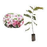 Muda De Acácia Javanesa - Belíssimas Flores Na Cor Rosa