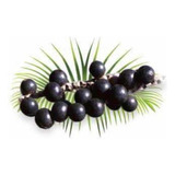 Muda De Açaí 50 A 70cm +brinde Lindas Mudas Entrega Rápida