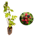 Muda De Amora Rubus/ Blackberry -