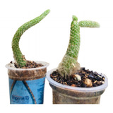 Muda De Cacto Rabo De Macaco 10cm (kit Com 2 Unidades)