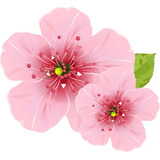 Muda De Cerejeira Flor Japonesa Rosa