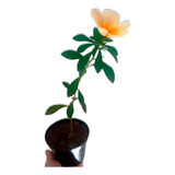 Muda De Chanana (flor Do Guarujá) + Vaso De Brinde