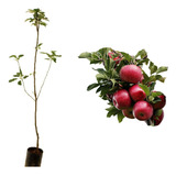 Muda De Maçã Eva - 1 Muda Frutífera - Manah Da Terra
