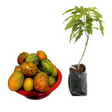 Entrega