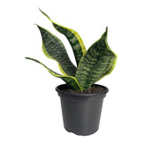 Plantas