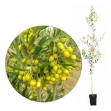Muda De Oliveira Azeitona Ideal Para Vaso