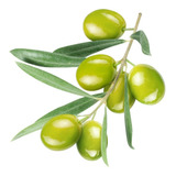 Muda De Oliveira Produz Rápido Esta No Ciclo De Produção