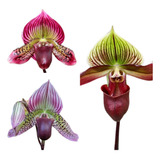 Exoticas