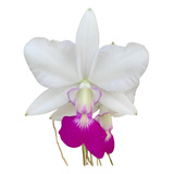 Muda De Orquídea Walkeriana Semi-alba Em