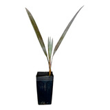 Nobilis