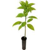 Muda De Pau D' Alho Pronta Para Plantio 10 Cm A 40 Cm