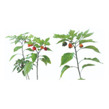 Muda De Pimenta Carolina Reaper C/frutos (retirada No Local)