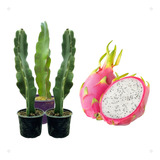 Muda De Pitaya Da Casca Vermelha E Polpa Branca