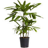 Muda De Ráfia 1m Planta Interna Palmeira Decorativa Natural