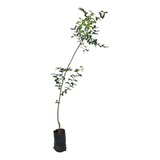 Decorações