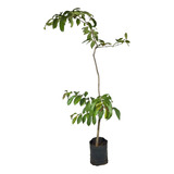 Decorações