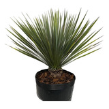 Muda De Yucca Rostrata - Vaso&flor