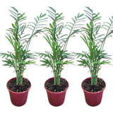 Muda Kit 3 Palmeira Chamaedorea Elegans Planta Natural Pt 11