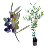 Muda Oliveira Arbequina Azeitona Para Extrair Azeite