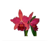 Muda Orquídea Slc. Riffe Red Planta