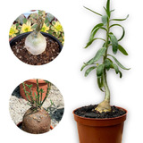 Muda Pachypodium Succulentum Linda Para Top