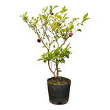 Muda Pimenta Carolina Reaper Maravilhosa