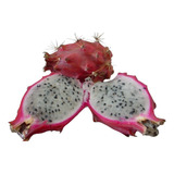 Muda Pitaya 5 Casca Vermelha Baby Cerrado + 5 Amarela Colomb