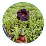 Id