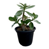 Arabicum