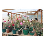 Adenium