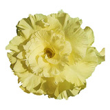 Amarela