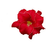 Osola