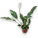 Muda Spathiphyllum Wallisii Lírio Da Paz