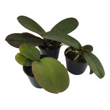 Phalaenopsis