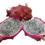 Mudas De Pitaya Baby Do Cerrado Kit C/3 Mudas 40cm 