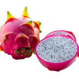 Mudas De Pitaya Brs Lua E Luz Do Cerrado Embrapa Kit 4