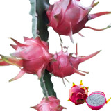 Mudas De Pitaya Brs Lua E Luz Do Cerrado Embrapa Kit 6 Un.