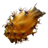 Mudas De Pitaya Roxa (orejona) E Amarela Colombiana + Brinde
