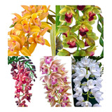 Mudas Orquidea Cymbidium Pendentes Kit C/05 Lindas