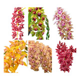 Mudas Orquidea Cymbidium Pendentes Kit C/06 Pronta Entrega