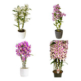 Mudas Orquidea Dendrobium Lindas Pronta Entrega